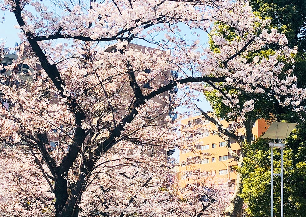 錦糸公園の桜は満開