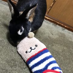 靴下を破壊するググ