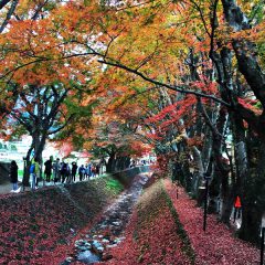山梨~紅葉ピーク